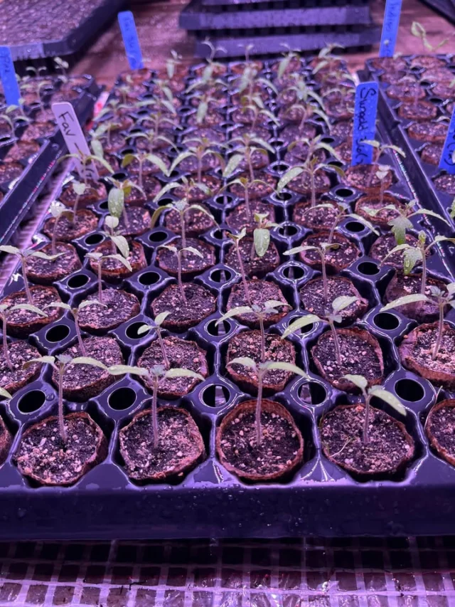 Look at these cute baby tomato plants!!! Germination was successful!!
Linda sowing 1st crop of wave petunias also.