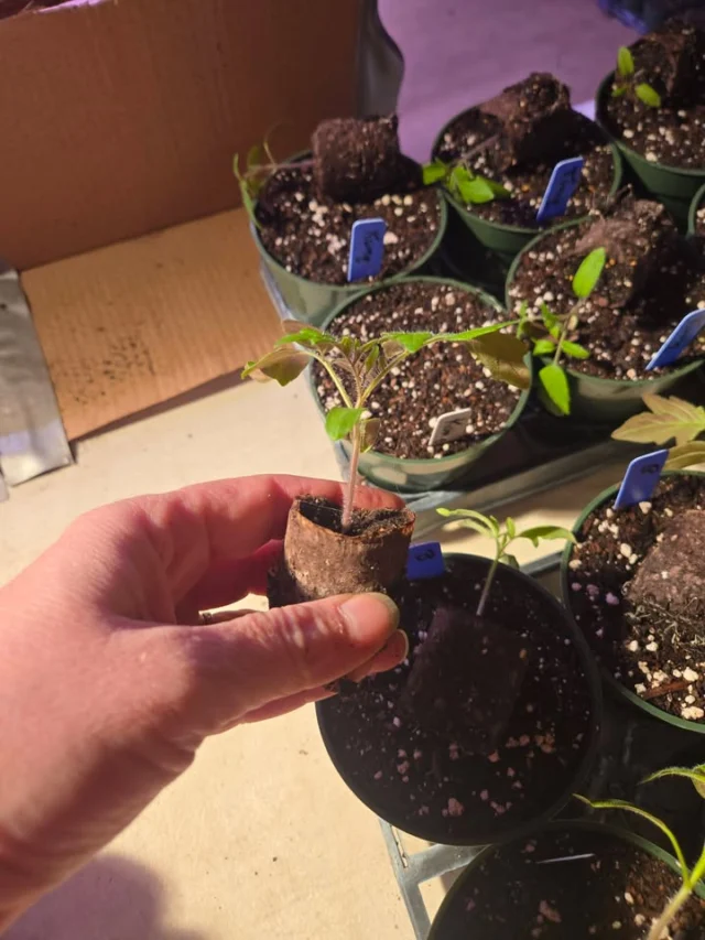 We transplanted baby tomato plants into 4" pots!!! They are growing great!!