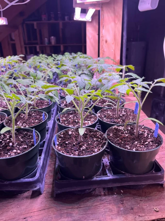 Plants are happy and growing good after transplanting into 4" pots 1 week ago.