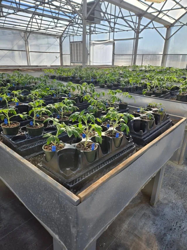 It was a good day to move babies into #3