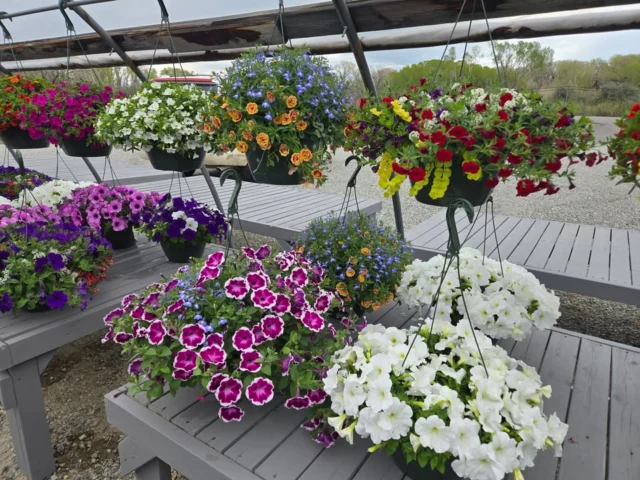 We will be having a Mother's day hanger sale this weekend!!! $30 ea 10" 
$35 ea  12" Geranium
We have herbs, lettuce bowls, squash starts,  lots of great  veggies inside, pies, breads, salads  and flowers galore for that special mother!! Come check us out Friday and Saturday 10 to 6