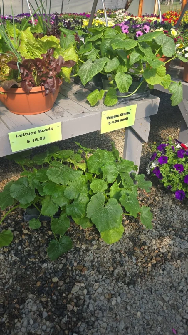 Squanch plants yellow & Zucchini $2 each