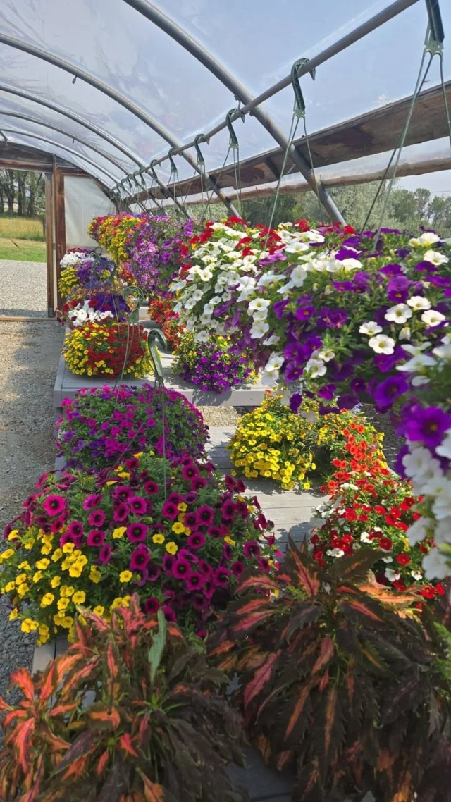 This week Sales!!!
Hangers 2 for $30
Patio pots $30
Perennials $5
Basil $6
