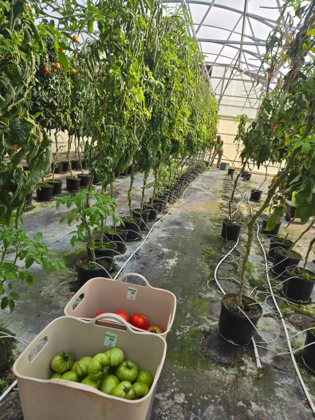 Last Harvest!!
Removing all tomato plants today!!